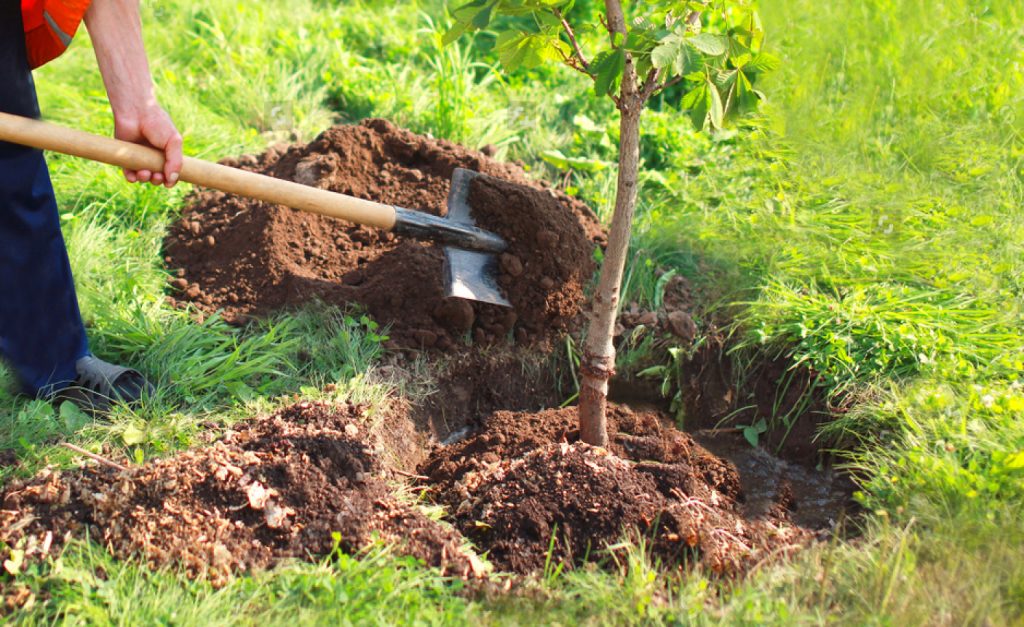 Comment Planter Un Arbre En 4 étapes Enfin Trouver 